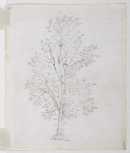 Tree Study, c.1864 (inv. 121)
