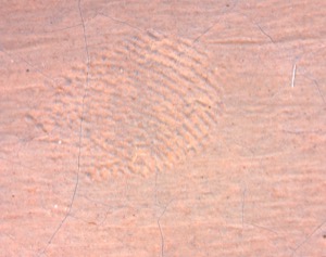 Watch House Point, 1860 (inv. 292). Microscope detail