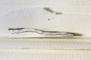 NY Central Marbled Sketchbook [1], Drawings in this book c. 1977–78 (RLCR 2683). Shape (cut from page 16) found between pages 1 and 2 (blue diagonals side)