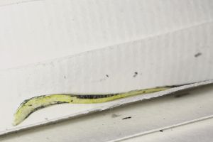 NY Central Marbled Sketchbook [1], Drawings in this book c. 1977–78 (RLCR 2683). Shape (cut from page 16) found between pages 1 and 2 (yellow side)