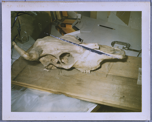 Untitled (Bull Skull). n.d.&nbsp;. Whitney Museum of American Art, New York; The Roy Lichtenstein Study Collection, gift of the Roy Lichtenstein Foundation